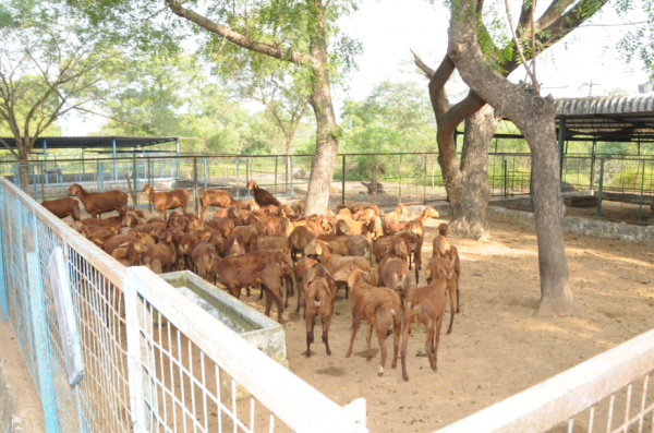 Desain Kandang Kambing Terbuka